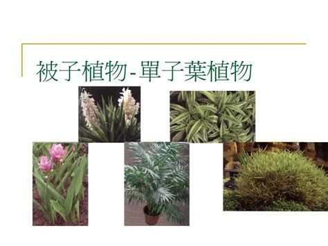 單子葉植物有哪些|单子叶植物纲